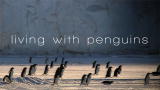 Frozen Planet: Living With Criminal Penguins