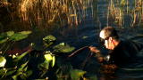 Swamp Brothers: Gator In The Weeds