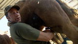 Dirty Jobs: Milking Camels