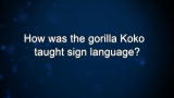 Curiosity: How was the gorilla Koko taught sign language?