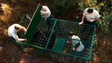 Hogs Gone Wild: That's a Big Hog