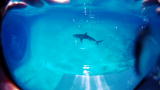 Shark Week: Tools for Surviving Sharks