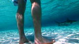 Shark Week: Safe From Sharks on Shore?