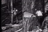 Assignment Discovery Shorts: Tree Lumberjack
