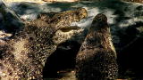 Swamp Brothers: Croc Sex Surprise