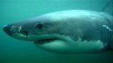 Shark Week: Night and Day Difference