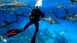 Shark Week: Andy Samberg Shark Frenzy