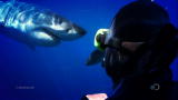 Shark Week: Show Me Your Teeth