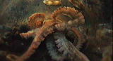 Assignment Discovery Shorts: Octopus Defense