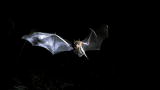 Life :Bulldog Bats Fish at Night