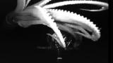 First Video of a Giant Squid