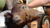 Oddities: Two-Headed Calf