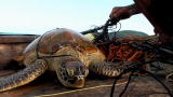 Beyond Survival: Turttles In The Net