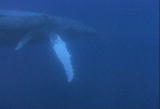 World of Sharks: Humpbacks of Cocos Island