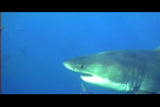 Moments of Impact: Great White Shark Attack