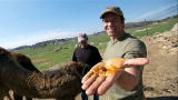 Dirty Jobs: Camel Poo Cure-All