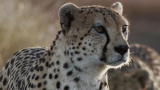 Life :Cheetahs Hunt Ostrich