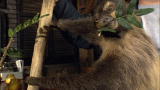 Oddities :Lust the Sloth