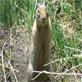 Animals: Squirrels and Humans Find Friends Similar Ways