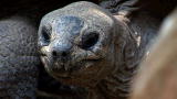 Earth: Aldabra Giant Tortoise