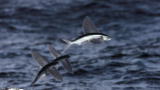 Life: Flying Fish Fly