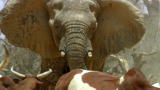 Human Planet: Elephant Face-Off