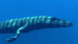 Prehistoric Dallas: Ocean Pioneer