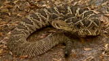 Swamp Brothers: Venom Spitter