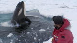 Frozen Planet: Filming a Killer Whale Hunt
