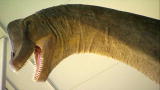 Prehistoric Dallas: Astrodon