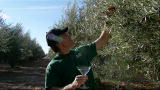Dirty Jobs: Olive Raker