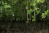 Assignment Discovery Shorts: Mangrove Trees