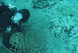 Future Shark: In Pursuit of Angel Sharks