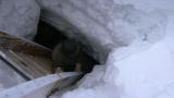 Human Planet: Tunneling Beneath the Ice
