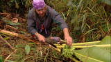 Dual Survival: Banana Bounty
