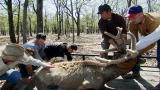 Dirty Jobs: The Deer Wrangler