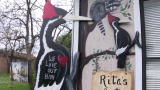 News: Ivory-billed Woodpecker Search Continues