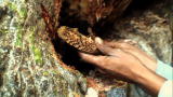 Beyond Survival: Bushmen Honeycomb Raid