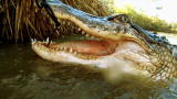 Sons of Guns: Alligator Kill