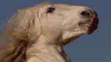 North America: Filming the Fighting Mustangs