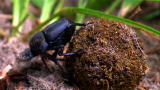 Nasty By Nature: Dung Beetles Love Poop