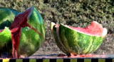 MythBusters: Bullet vs. Watermelon Multiangles