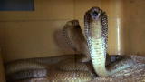 Swamp Brothers: Cobra Matchmakers