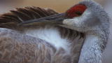 North America: Filming the Sandhill Cranes