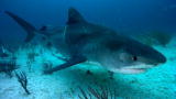 Shark Week: Battling a Tiger Shark