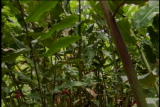 Assignment Discovery Shorts 06/07,07/08: Photosynthesis