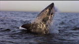 Shark Week: Air Jaws in Slow Motion