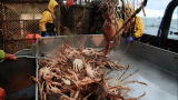 Deadliest Catch: Bairdi Crab Bonanza