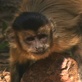 Discovery Atlas: Brazil Revealed: Wildlife