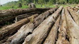 Swamp Loggers: Cypress Payday